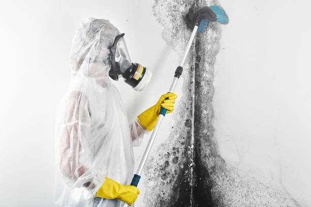 Best Mold Removal for HVAC Installations  in Bellefontaine, OH