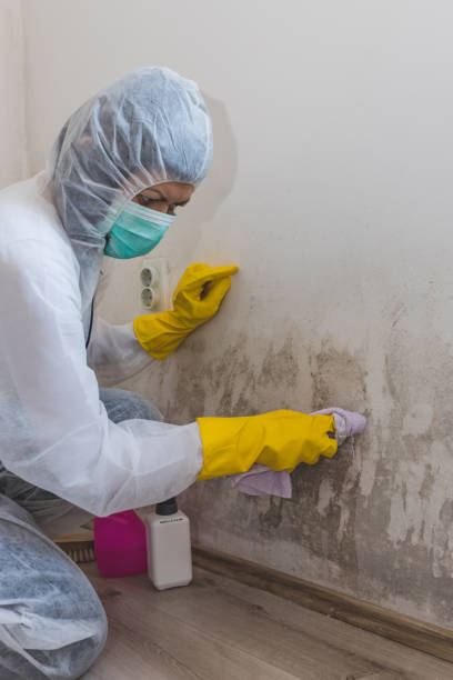 Best Mold Odor Removal Services  in Bellefontaine, OH